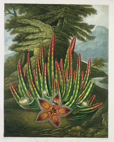 A Stapelia portadora de larvas, gravada por Stadler, de &39;The Temple of Flora&39;, de Robert Thornton, pub. 1801 de Peter Charles Henderson