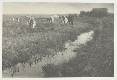 Gado nos pântanos de Peter Henry Emerson