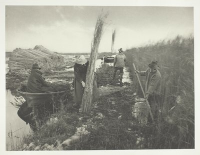 Durante a colheita das canas de Peter Henry Emerson