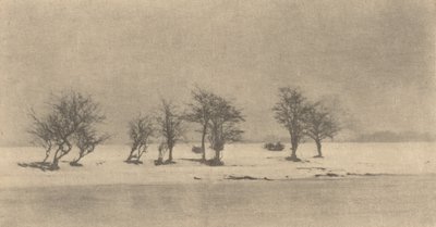 Gnarled-Thorn Trees, c. 1890, impresso c. 1895. de Peter Henry Emerson