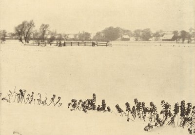 Ervas daninhas do pântano de Peter Henry Emerson