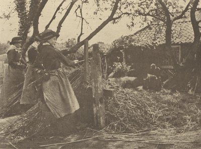 VimePeeling. [Norfolk]]. de Peter Henry Emerson