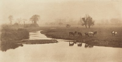 Ovelhas nos pântanos [Paisagem com Gado] de Peter Henry Emerson