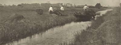A colheita de ciperáceas de Peter Henry Emerson