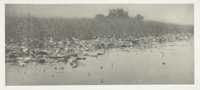 Lírios de Peter Henry Emerson