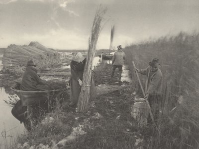 Durante a colheita de juncos de Peter Henry Emerson and T.F. Goodall