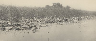 Lírios de Peter Henry Emerson and T.F. Goodall