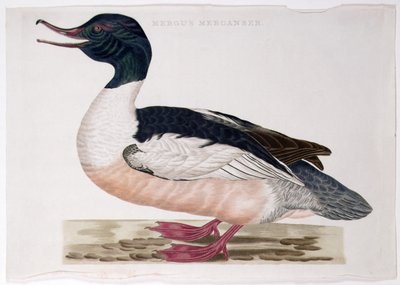 Merganser comum de Peter Mazell