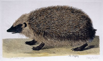 O ouriço, 1761-1766 de Peter Paillou