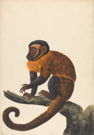 Um capuchinho de Peter Paillou the younger