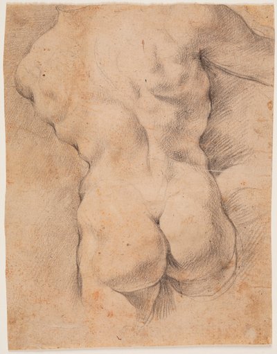 Torso masculino visto de costas de Peter Paul Rubens