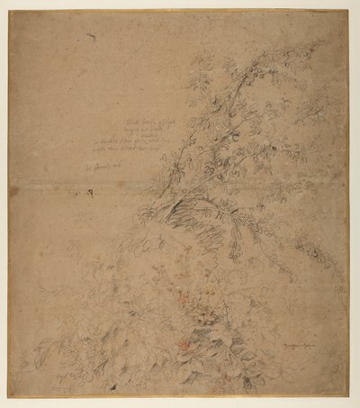 Estudo de blackthorn com amora e outras plantas, 1620 circa de Peter Paul Rubens