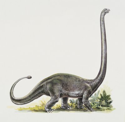 Perfil lateral de um omeisaurus
(foto) de Peter Ross