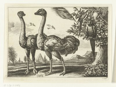 Duas avestruzes
Diversarum avium species (título da série)
Várias aves (título da série) de Peter van Liesebetten