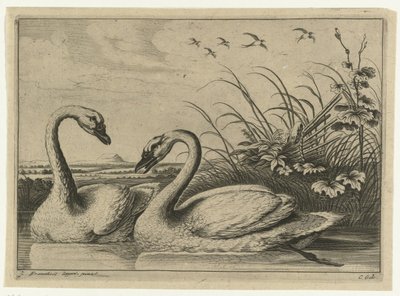 dois cisnes Espécies Diverversarum avium (título da série) Pássaros diferentes (título da série) de Peter van Liesebetten
