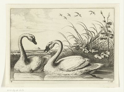 dois cisnes Espécies Diverversarum avium (título da série) Pássaros diferentes (título da série) de Peter van Liesebetten