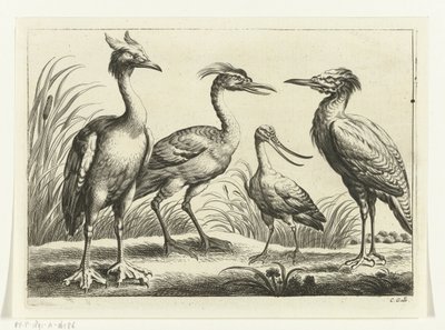 Quatro aves pernaltas Espécies Diverversarum avium (título da série) Pássaros diferentes (título da série) de Peter van Liesebetten