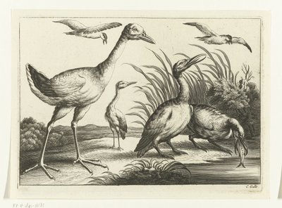 Aves aquáticas
Diversarum avium species (título da série)
Várias aves (título da série) de Peter van Liesebetten