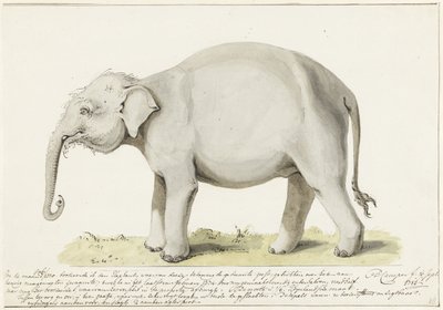 Elefante de pé, à esquerda de Petrus Camper