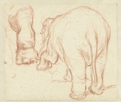 Elefante em pé, por trás, e uma perna de Petrus Camper