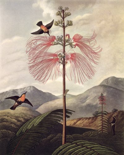 Grande planta sensível à floração, gravada por Thomas Medland (c.1765 - 1833), c.1799-1807 (aquatint & stipple) de Philip (after) Reinagle