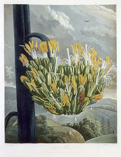O Aloe, gravado por Medland, do 