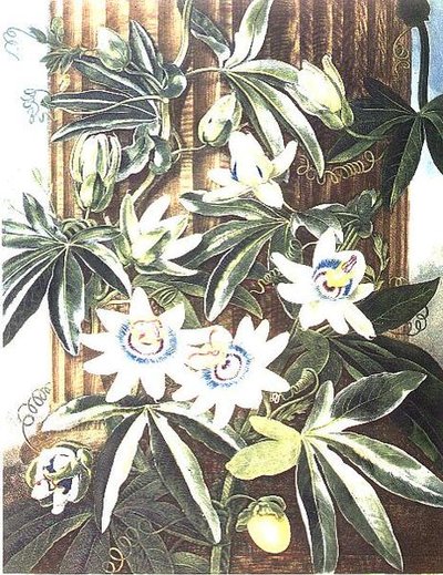 The Blue Passion Flower, gravado por Caldwell, de 
