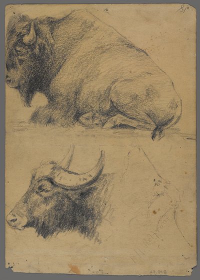 Bison e cabeça de búfalo de água (grafite no papel) de Philip H. Wolfrom