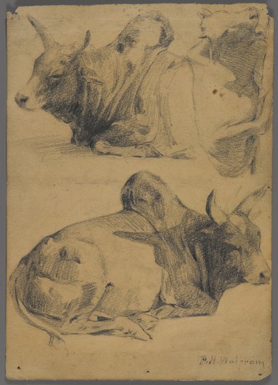 Brahman touros (grafite sobre papel) de Philip H. Wolfrom