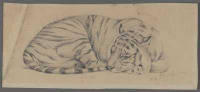 Tigre Adormecido (grafite sobre papel) de Philip H. Wolfrom