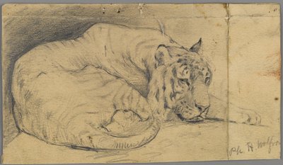 Tigre Adormecido (grafite sobre papel) de Philip H. Wolfrom