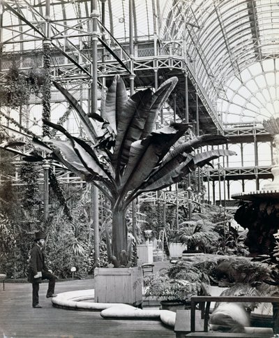 Plantas tropicais na Sala Egípcia, Crystal Palace, Sydenham, Londres, 1854 de Philip Henry Delamotte