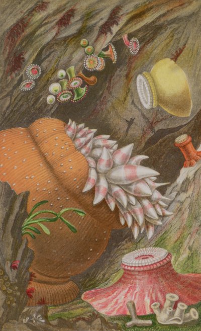 O Crimson Imperial, o Imperial Amarelo e o Globehorn, prato IX da Actinologia Britânica: Uma História das Anêmonas e Corais Britânicos do Mar, 1860 (cromolito) de Philip Henry Gosse