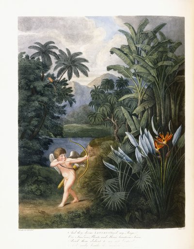 E então o divino Linnaeus, c.1796-1807 de Philip Reinagle