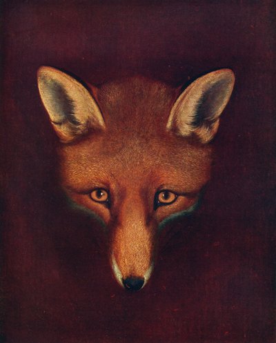 Renard the Fox, c1800, 1922 de Philip Reinagle