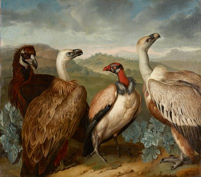 Quatro abutres de espécies diferentes de Philipp Ferdinand de Hamilton