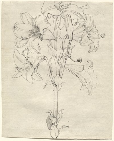 Um talo de lírios com seis flores de Philipp Otto Runge
