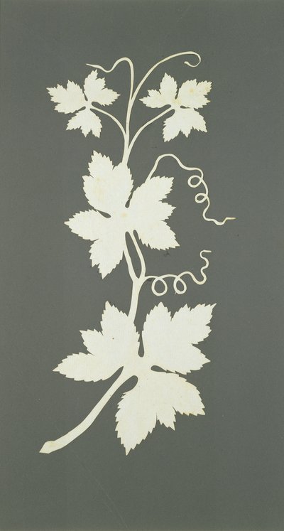 Planta de lúpulo (colagem sobre papel) de Philipp Otto Runge