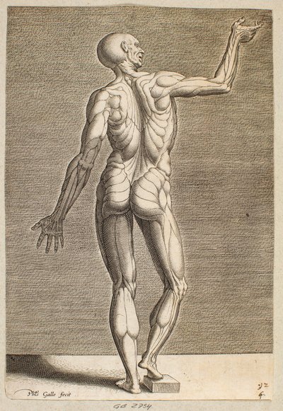 Estudo de uma figura humana com tendões e músculos à mostra, vista de costas de Philips Galle