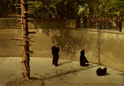 Berna. O poço dos ursos. de Photochrom Zürich