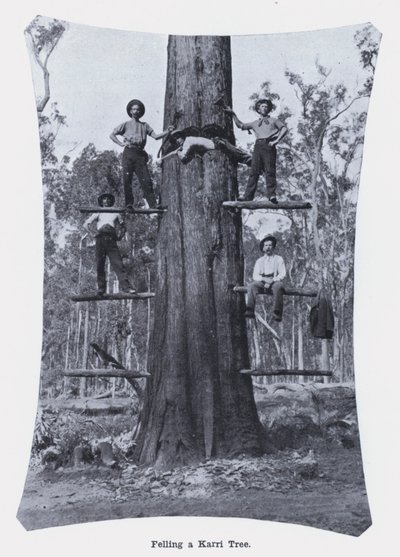 Abate de uma Karri Tree (foto a p/b) de Photographer Australian