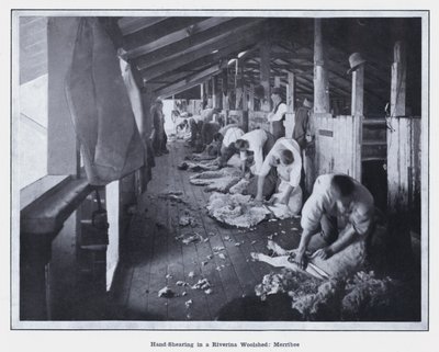 Tosquia à mão em um rio Woolshed, Merribee (foto a p/b) de Photographer Australian