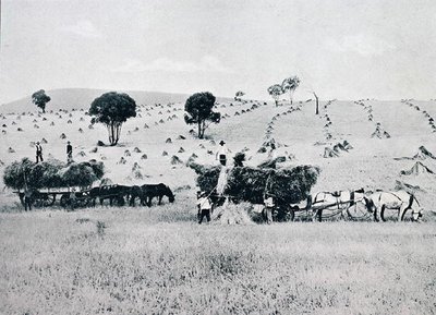 Harvesting, New South Wales, c.1900, de `Under the Southern Cross - Glimpses of Australia