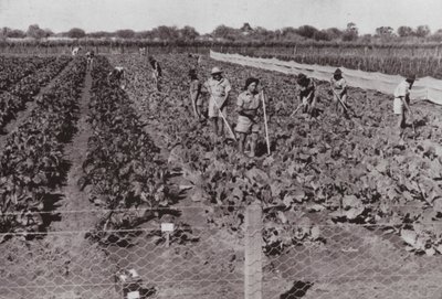 Vegetais cultivados perto da Estrada Transcontinental no chamado País do Deserto, irrigados com Água do Furo (foto a p/b) de Photographer Australian