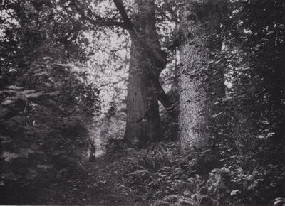 Forest Giants, Stanley Park, Vancouver (foto a p/b) de Photographer Canadian