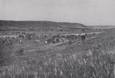 Gado da Serra de Alberta (foto a p/b) de Photographer Canadian