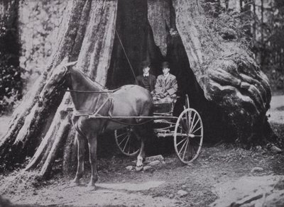 The Big Tree, Stanley Park, Vancouver (foto a p/b) de Photographer Canadian
