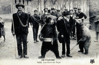 Exposições de ursos nos Pirinéus, c.1900 (fotografia a preto e branco) de Photographer French