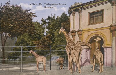 Zoológico de Colônia, Girafas (foto) de Photographer German