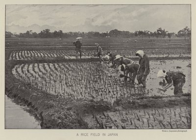 Um campo de arroz no Japão (foto a p/b) de Photographer Japanese
